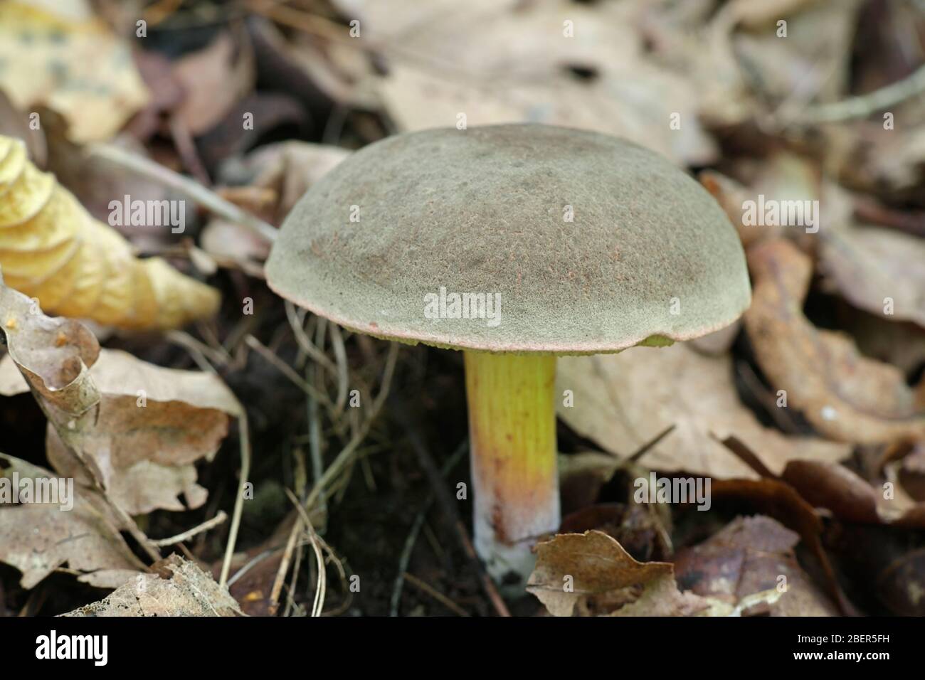 Xerocomellus pruinatus, noto come bolete opaco, fungo selvatico dalla Finlandia Foto Stock