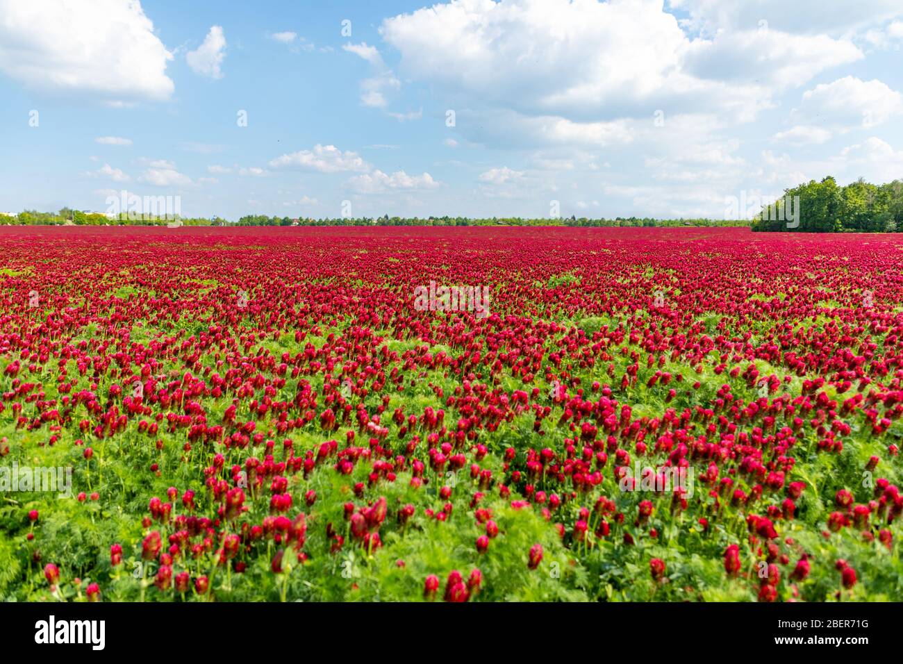 Campo di trifore rosso cremisi fiorito in primavera nella repubblica Ceca Foto Stock