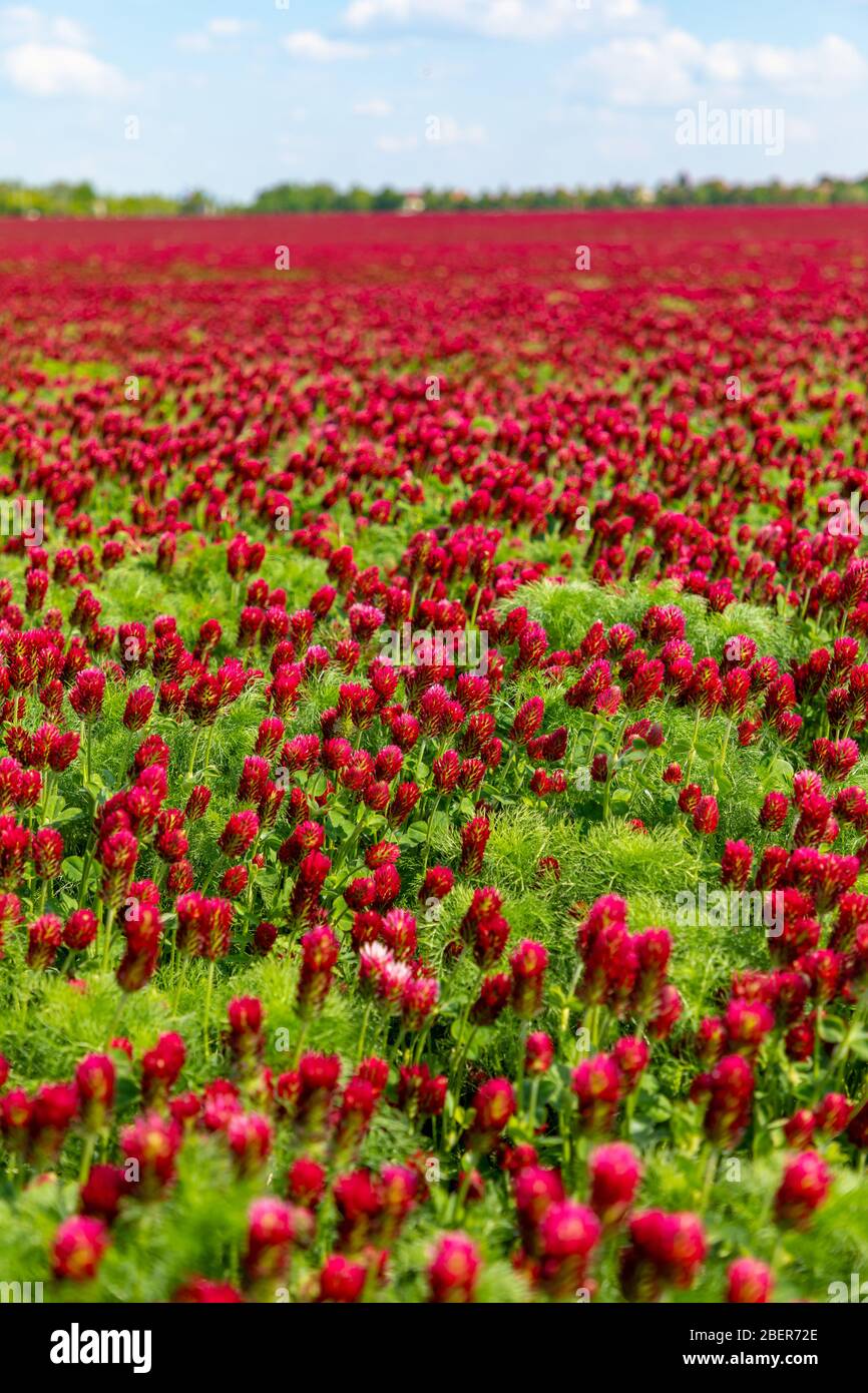 Campo di trifore rosso cremisi fiorito in primavera nella repubblica Ceca Foto Stock