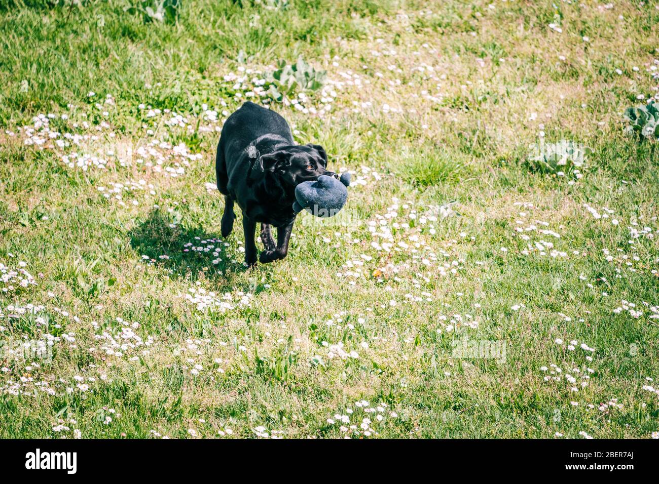 Cane che gioca in un campo di primavera verde. Uscire per una passeggiata e giocare con il cane in una giornata di sole. Foto Stock