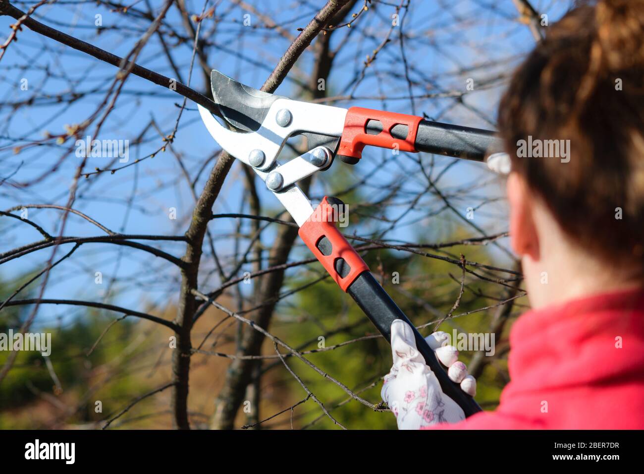 Concetto di giardinaggio domestico. Giovane donna che taglia il rametto di albero di frutta nel giardino in una giornata di sole Foto Stock