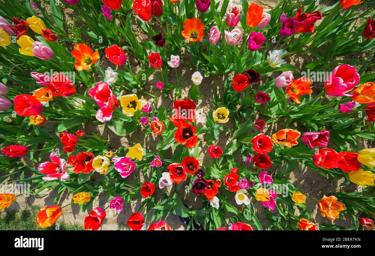 Klein Winterheim, Germania. 15 aprile 2020. Tulipani per la raccolta di te crescere in un campo. Credit: Andreas Arnold/dpa/Alamy Live News Foto Stock