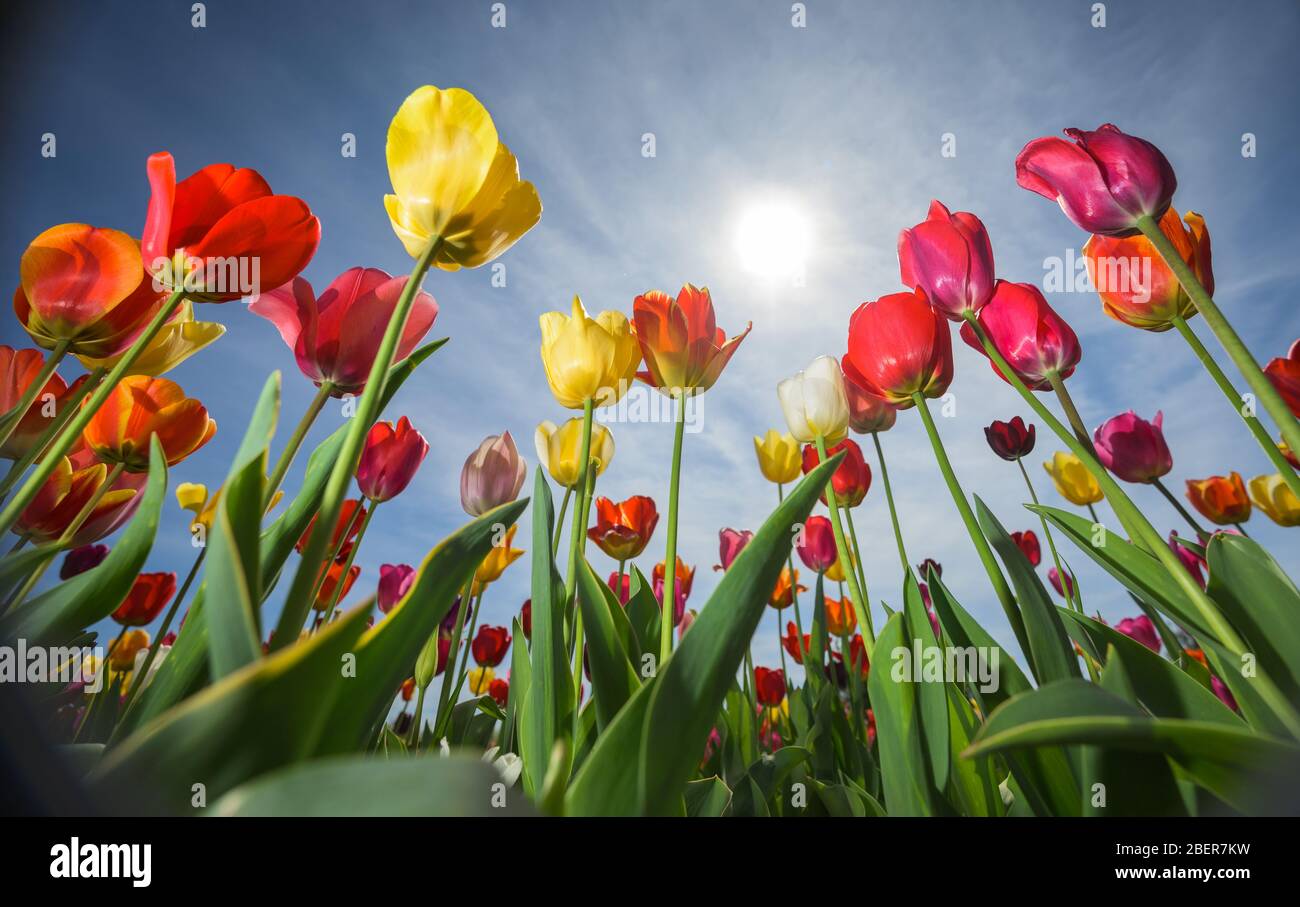Klein Winterheim, Germania. 15 aprile 2020. Tulipani per la raccolta di te crescere in un campo. Credit: Andreas Arnold/dpa/Alamy Live News Foto Stock
