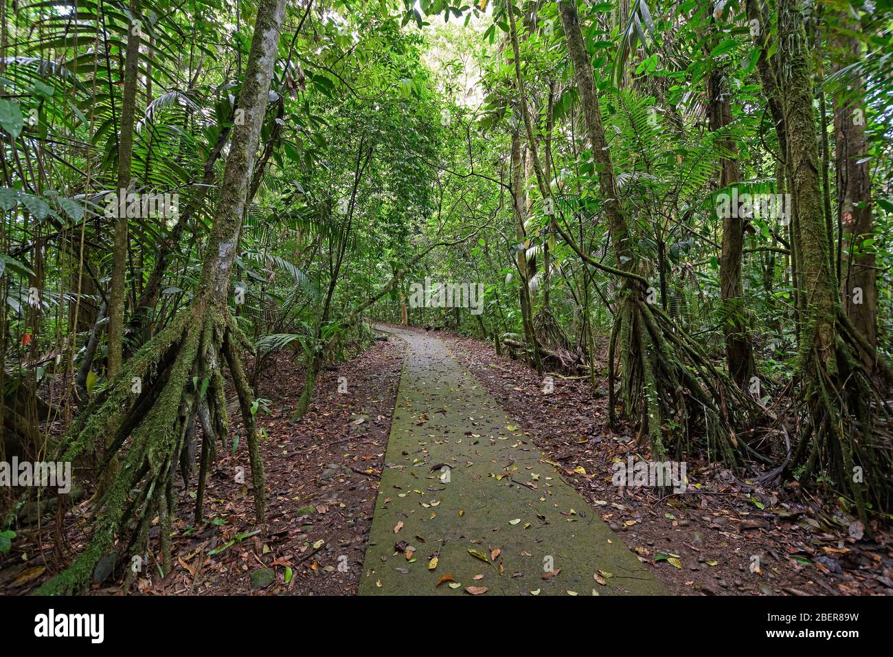 Le Palme a piedi lungo una foresta di pioggia percorso in La Selva La stazione biologica in Costa Rica Foto Stock