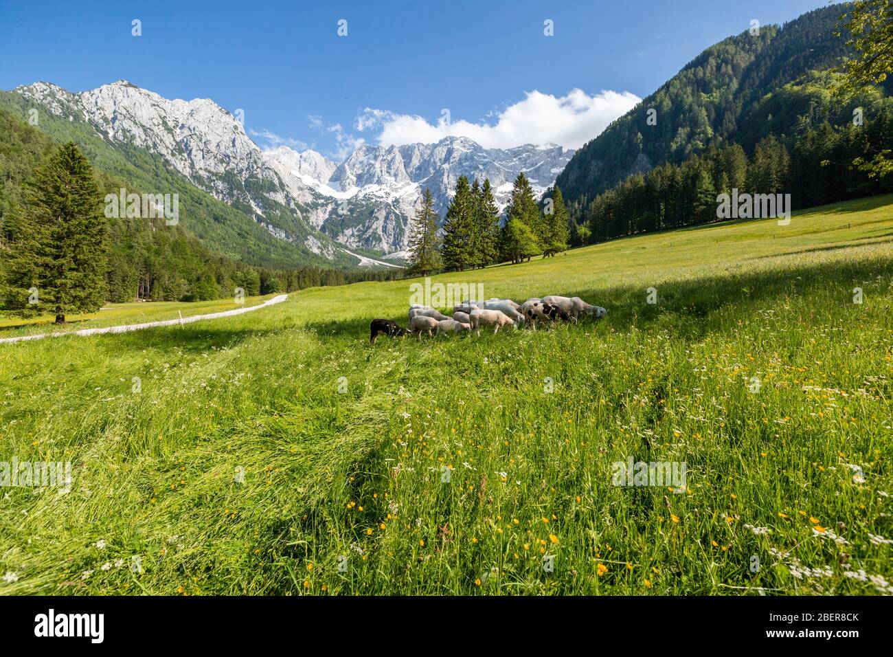 Estate a Jezersko, alpeggio della valle della Slovenia con le Alpi Kamnik-Savinja Foto Stock