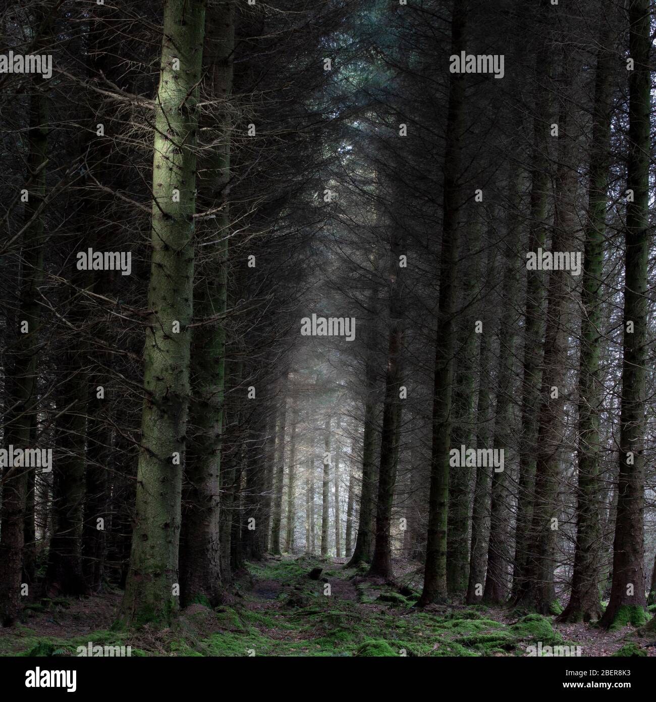 Piantagione forestale in Herefordshire con luce distante Foto Stock