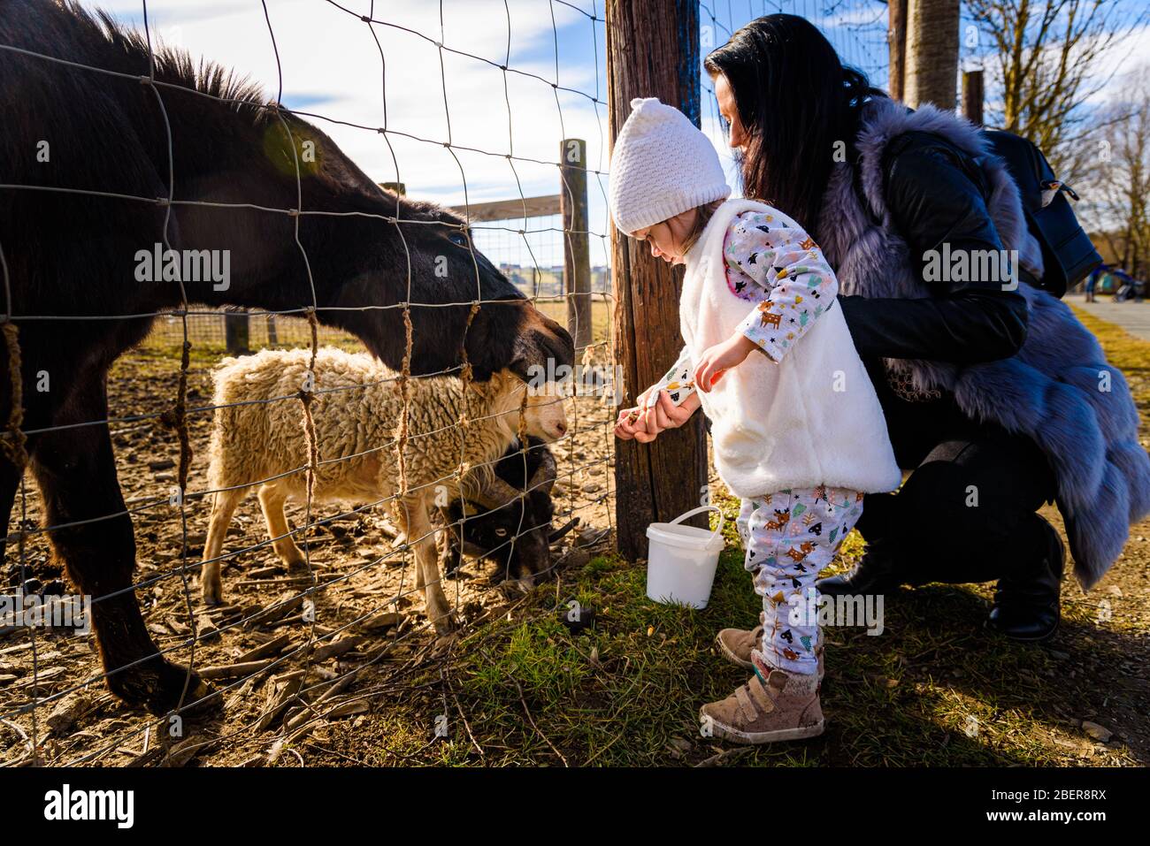 Madre di due anni in terreno agricolo che alimenta animali da fattoria Foto Stock