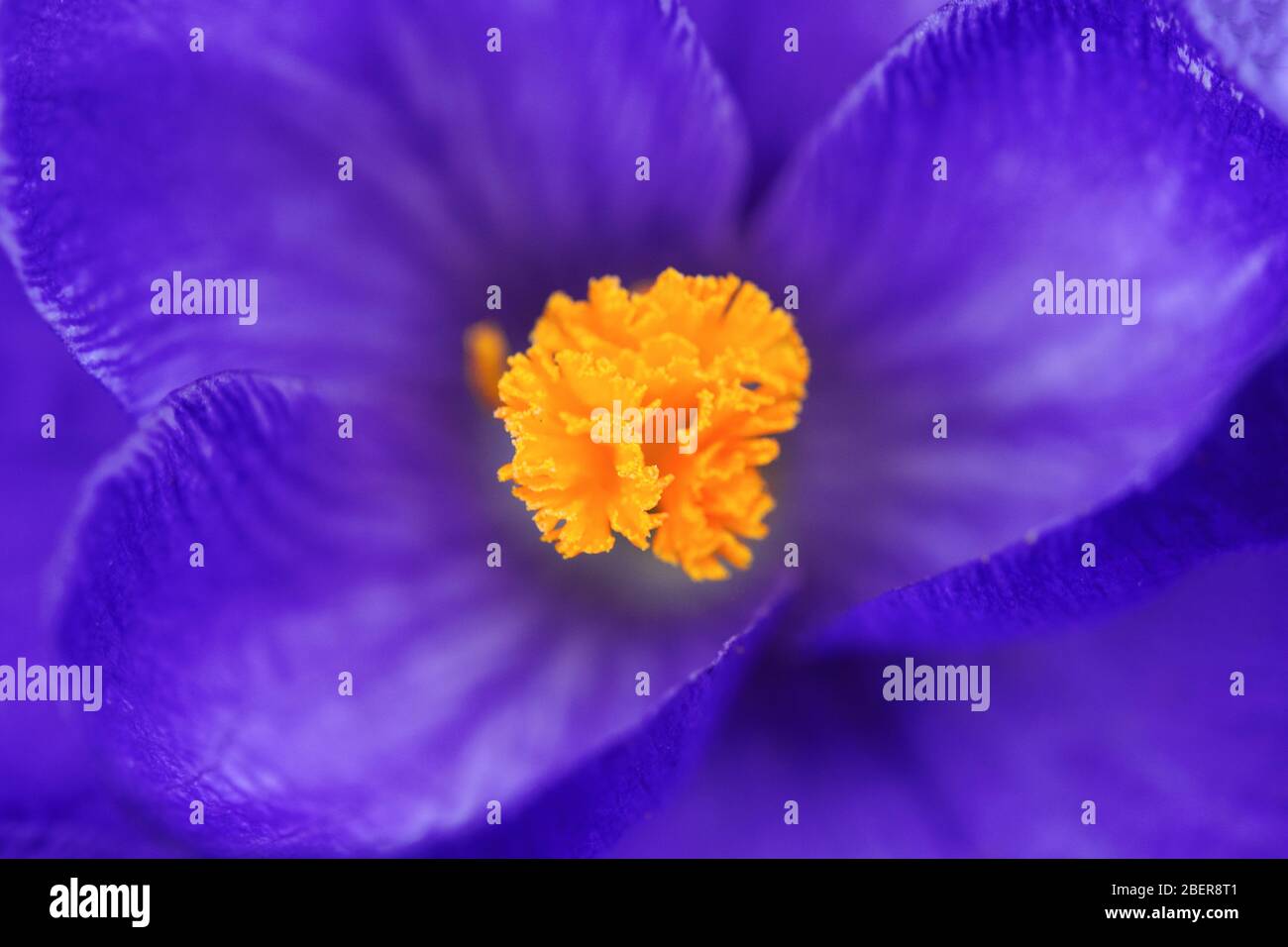 Primo piano di un fiore di croco viola con un pislo arancione all'interno Foto Stock