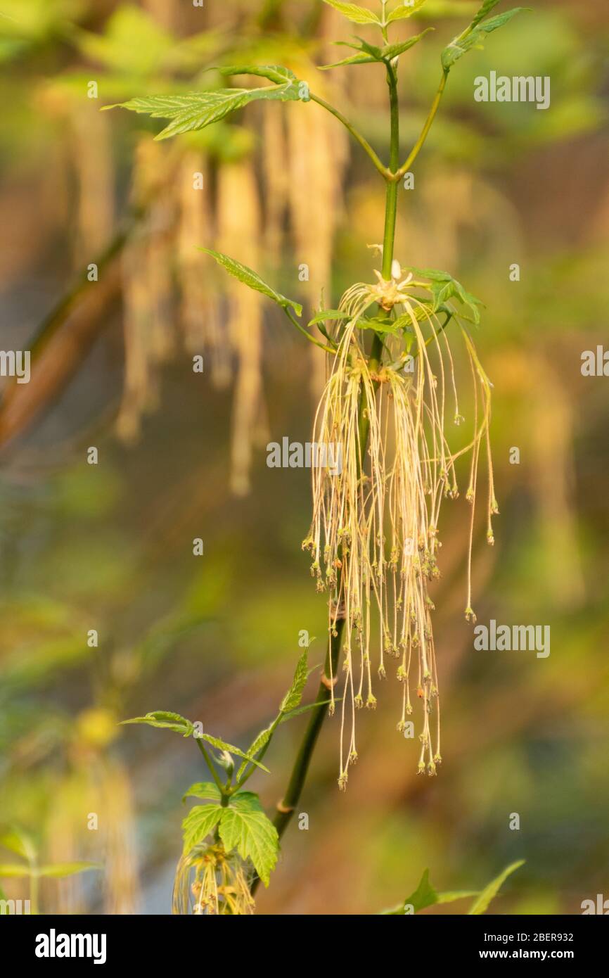 Box Elder, chiamato anche acero boxelder albero (Acer negundo) con covaglioli o fiori in aprile Foto Stock