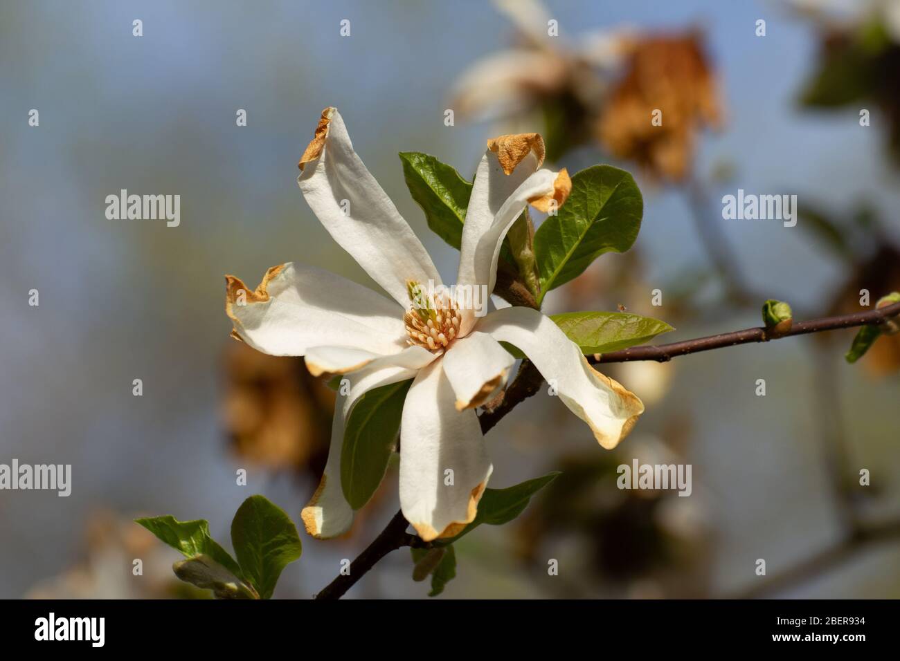 Primo piano di un fiore bianco di un albero di Magnolia con bruno bruno brina rovinato punte di petali, Magnolia grandiflora Foto Stock