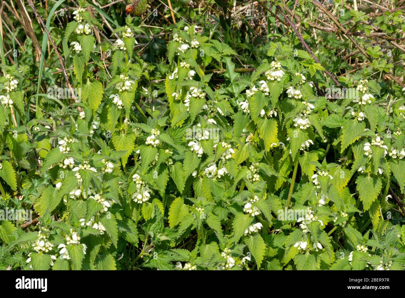 Una patch di nettle morte (album Lamium) con fiori bianchi, Regno Unito Foto Stock