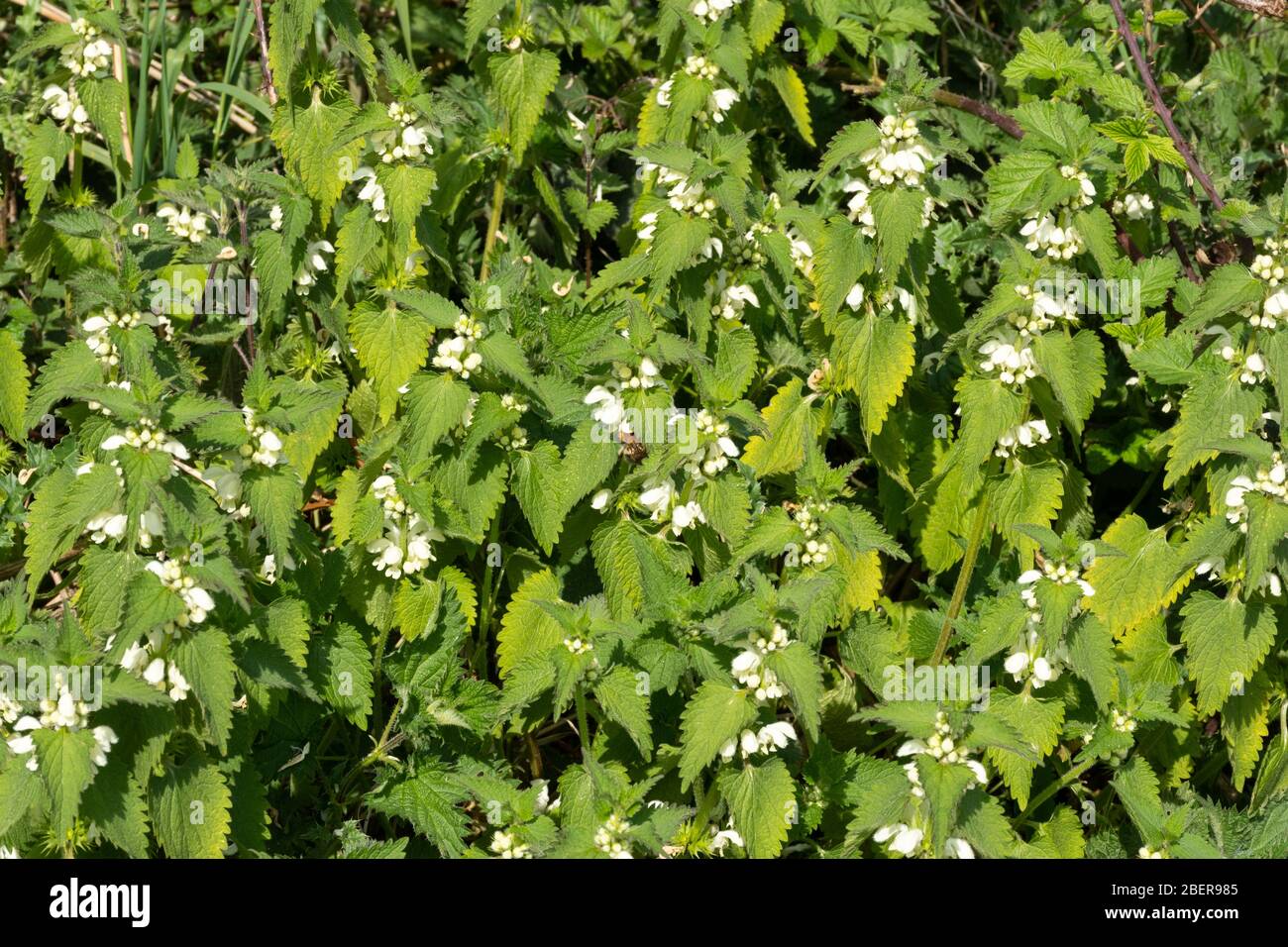 Una patch di nettle morte (album Lamium) con fiori bianchi, Regno Unito Foto Stock