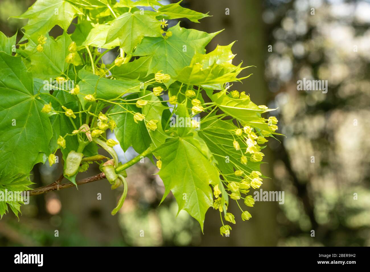Norvegia acero (Acer platanoidi) con fiori in aprile, Regno Unito Foto Stock