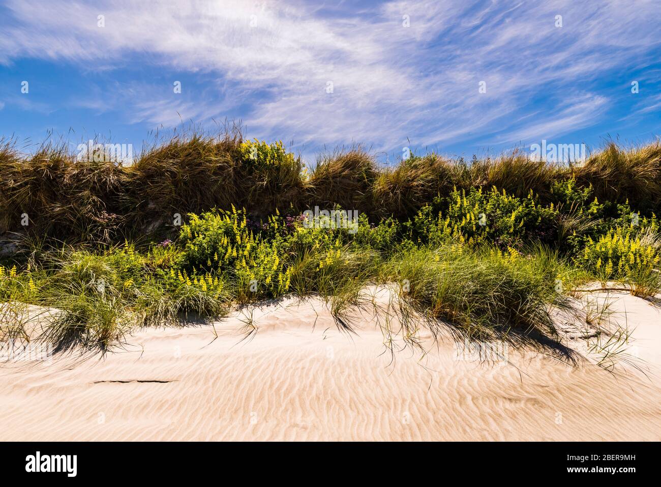 Fiori e arbusti da spiaggia sulla spiaggia Ocean View, Dunedin, Otago, Nuova Zelanda Foto Stock