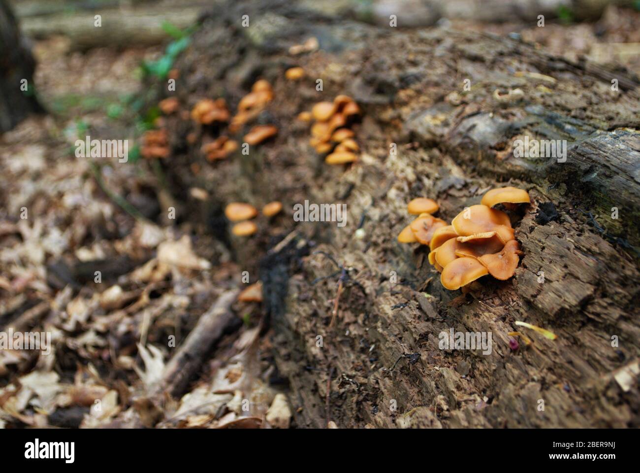 mensa fungo che cresce su un albero caduto nei boschi Foto Stock