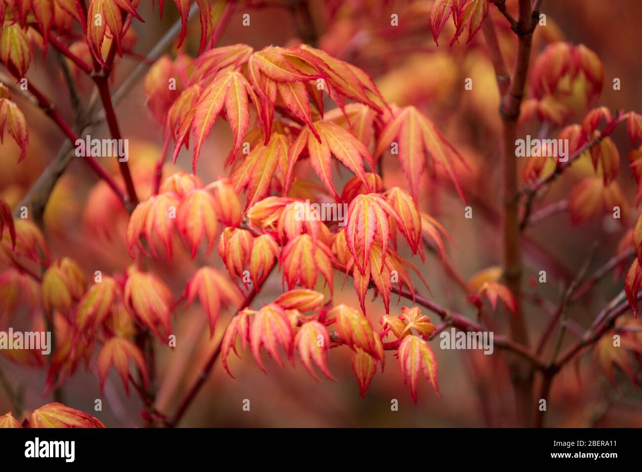 Acer palmatum, acero giapponese Foto Stock