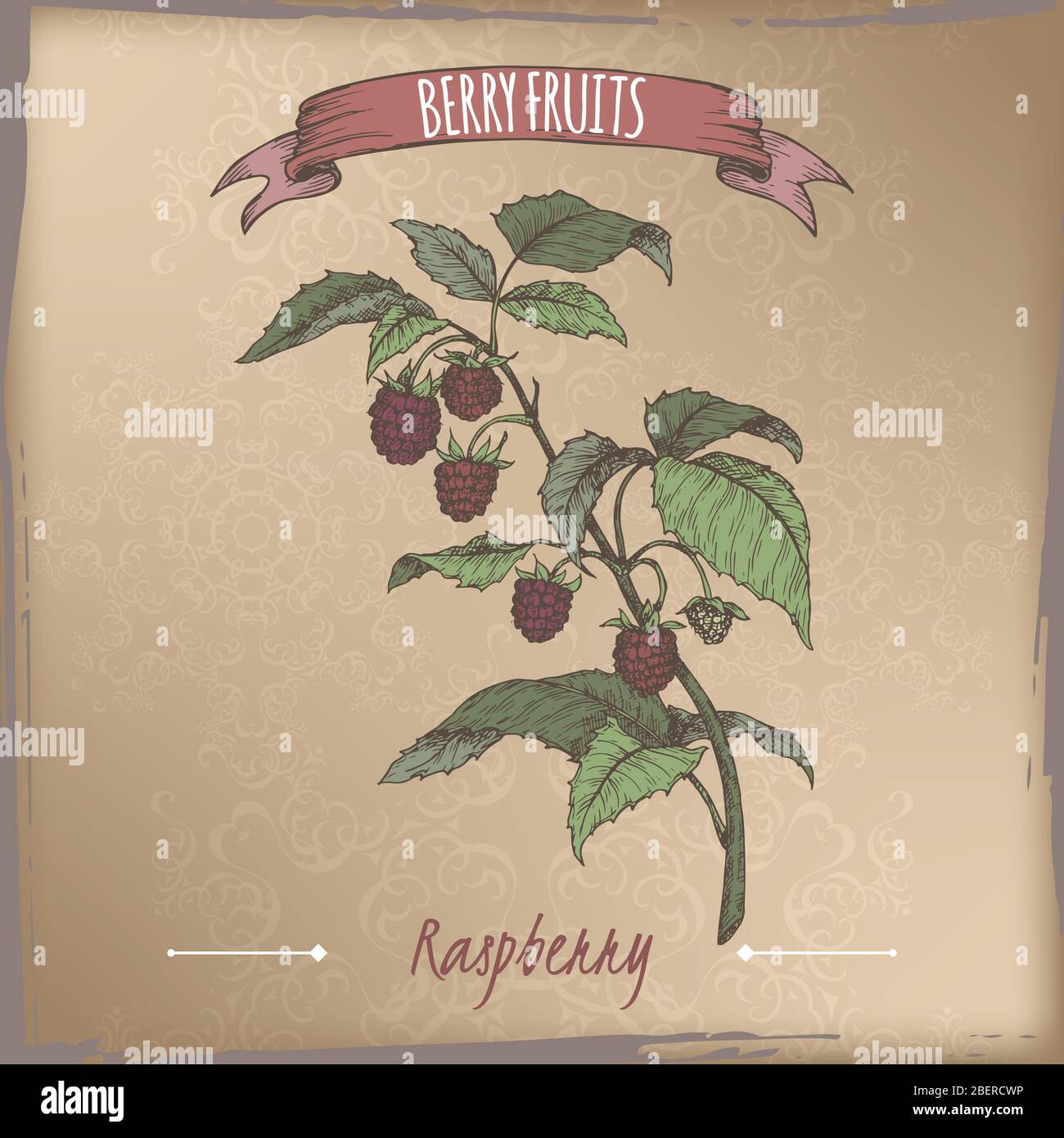 Lampone rosso aka Rubus idaeus disegno di colore ramo su sfondo vintage. Frutti di bosco serie. Illustrazione Vettoriale