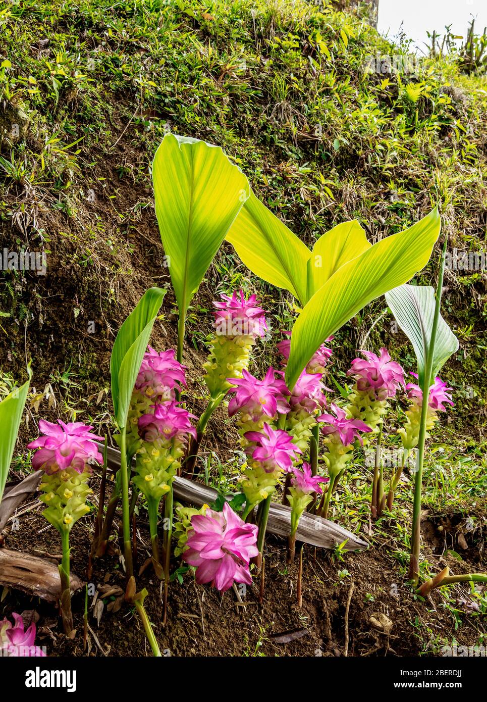 Fiori di curcuma (Curcuma alismatifolia), Sierra Maestra, Provincia Granma, Cuba Foto Stock