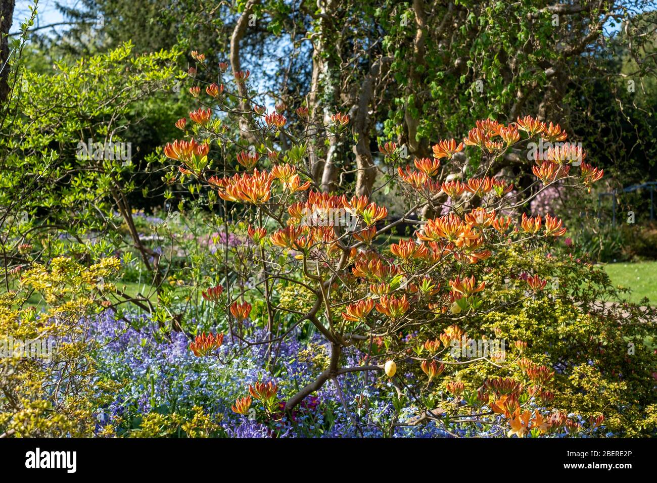 Bluebells e azalea in BUD, fotografati fuori dallo storico giardino murato presso l'Eastcote House Gardens, Middlesex, nel nord-ovest di Londra, Regno Unito Foto Stock