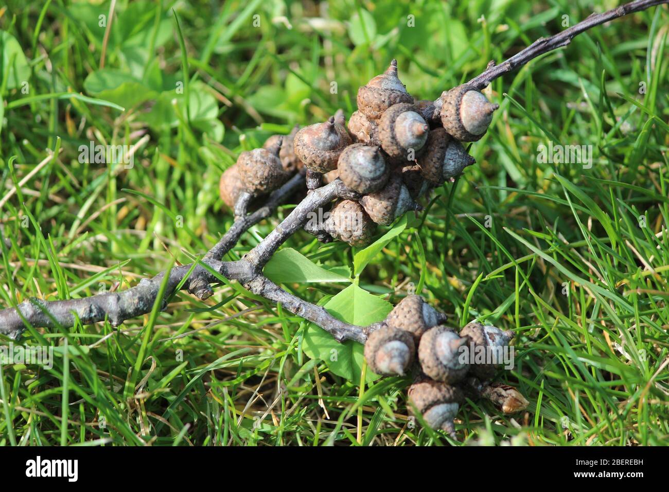 Gruppi di ghiande su ramo di albero caduto in primavera Foto Stock