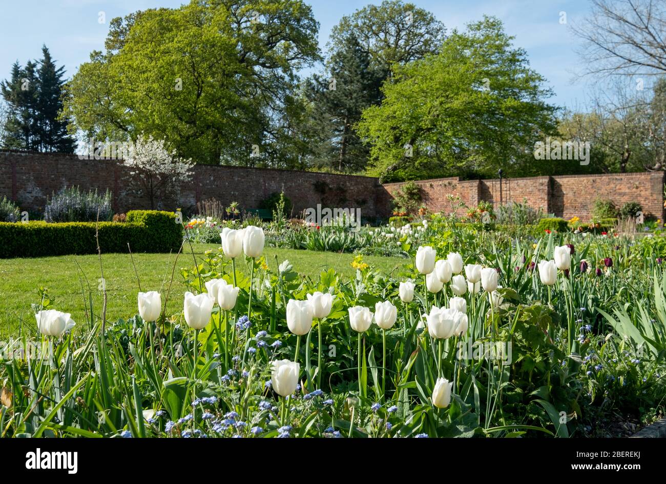 Tulipani bianchi tra altri fiori primaverili in Eastcote House Gardens, giardino storico murato mantenuto da una comunità di volontari in Middlesex UK Foto Stock