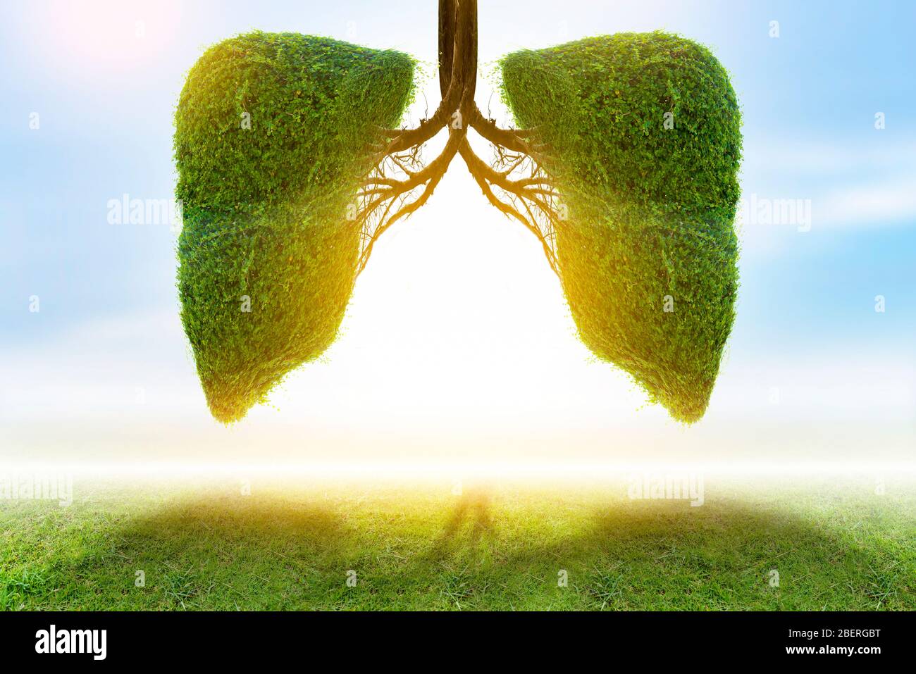 Illustrazione dell'albero polmonare (ambiente e medicina) Foto Stock