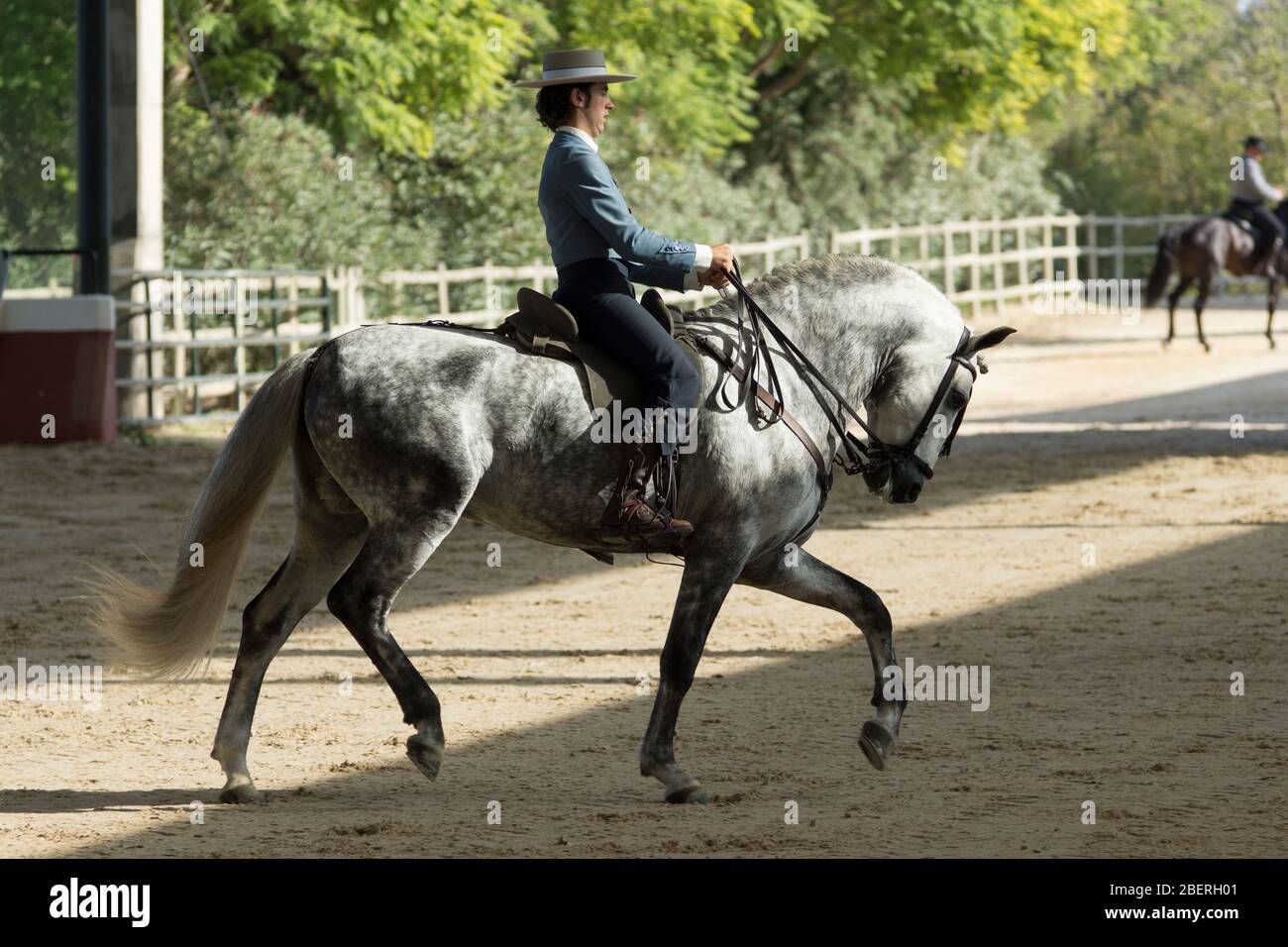 Cavallo certosino immagini e fotografie stock ad alta risoluzione - Alamy