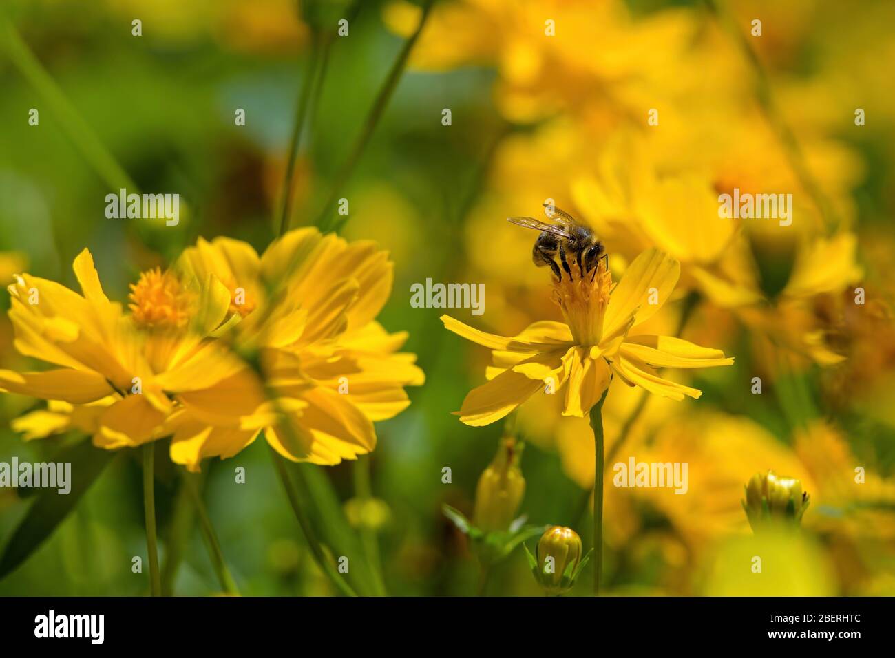 Ape su fiore giallo Cosmos. Le api costruiscono nidi perenni e coloniali dalla cera. Foto Stock