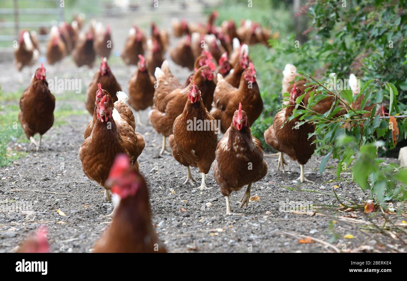 Un allevatore di pollame che indossa stivali di gomma che camminano tra una folla di galline foraggere in una fattoria di pollame in Oxfordshire. Foto Stock