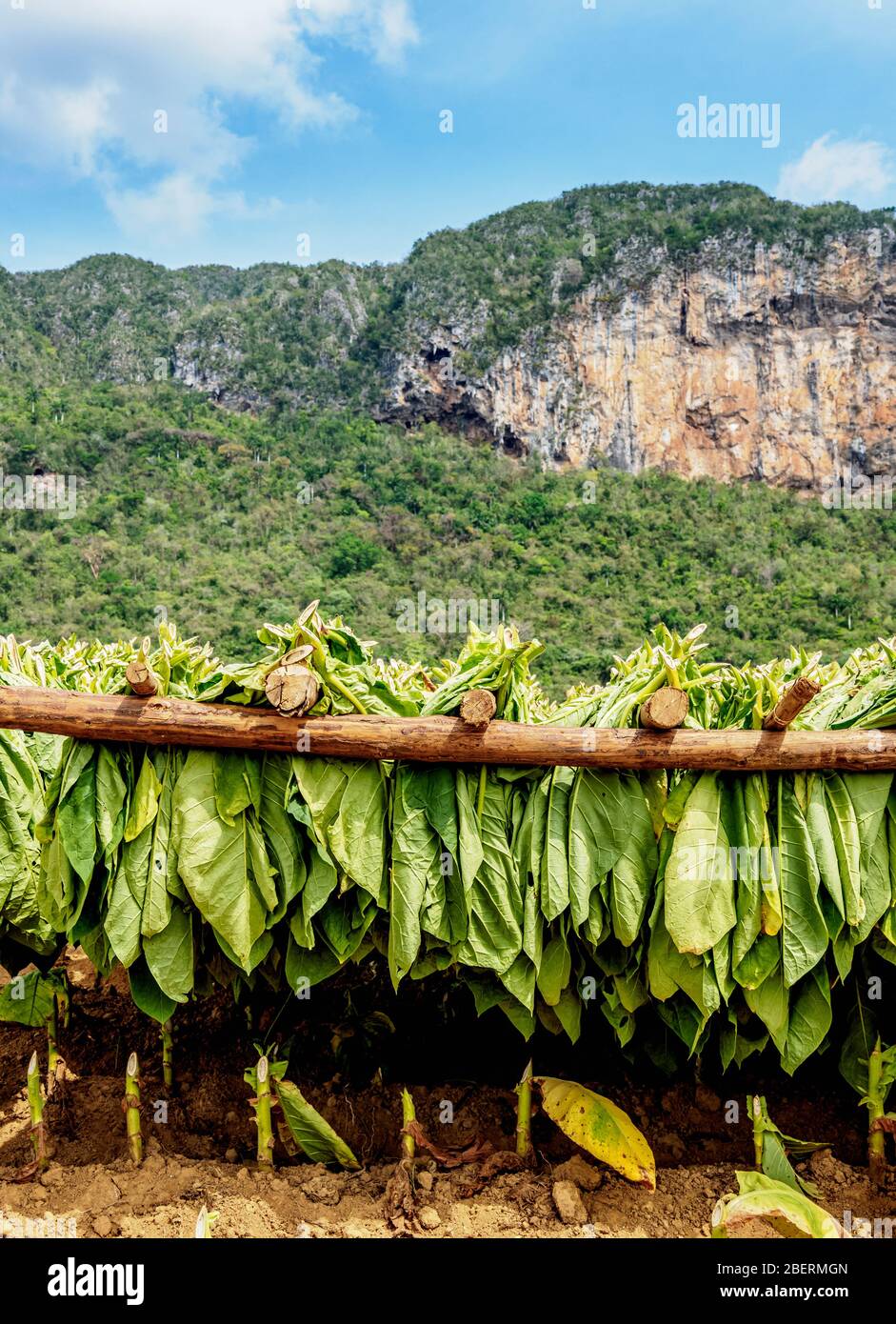 Il tabacco si asciuga sul campo, Vinales Valley, Patrimonio dell'Umanità dell'UNESCO, Pinar del Rio Provincia, Cuba Foto Stock