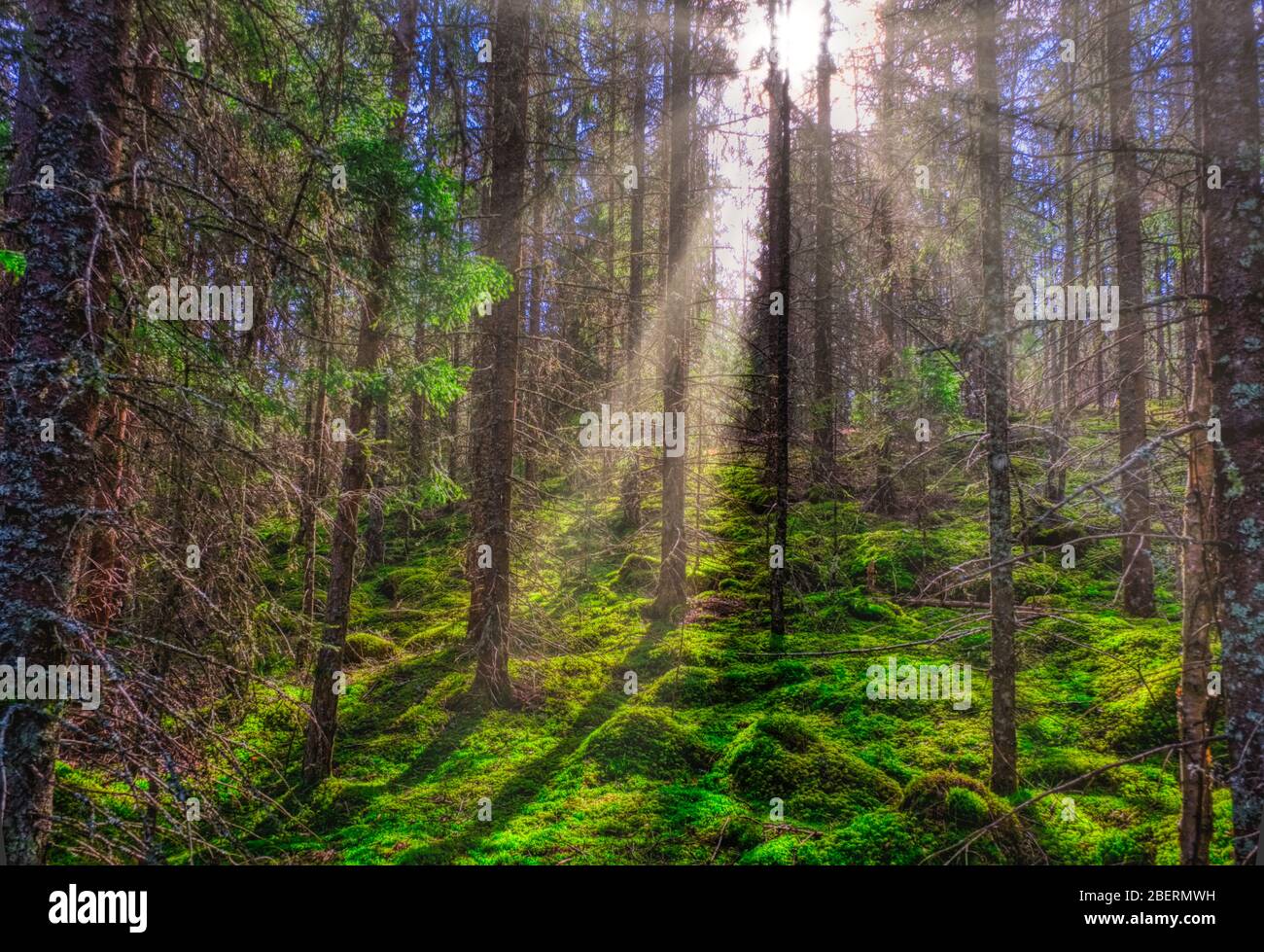 Sunrays dietro i pini in un bosco svedese Foto Stock