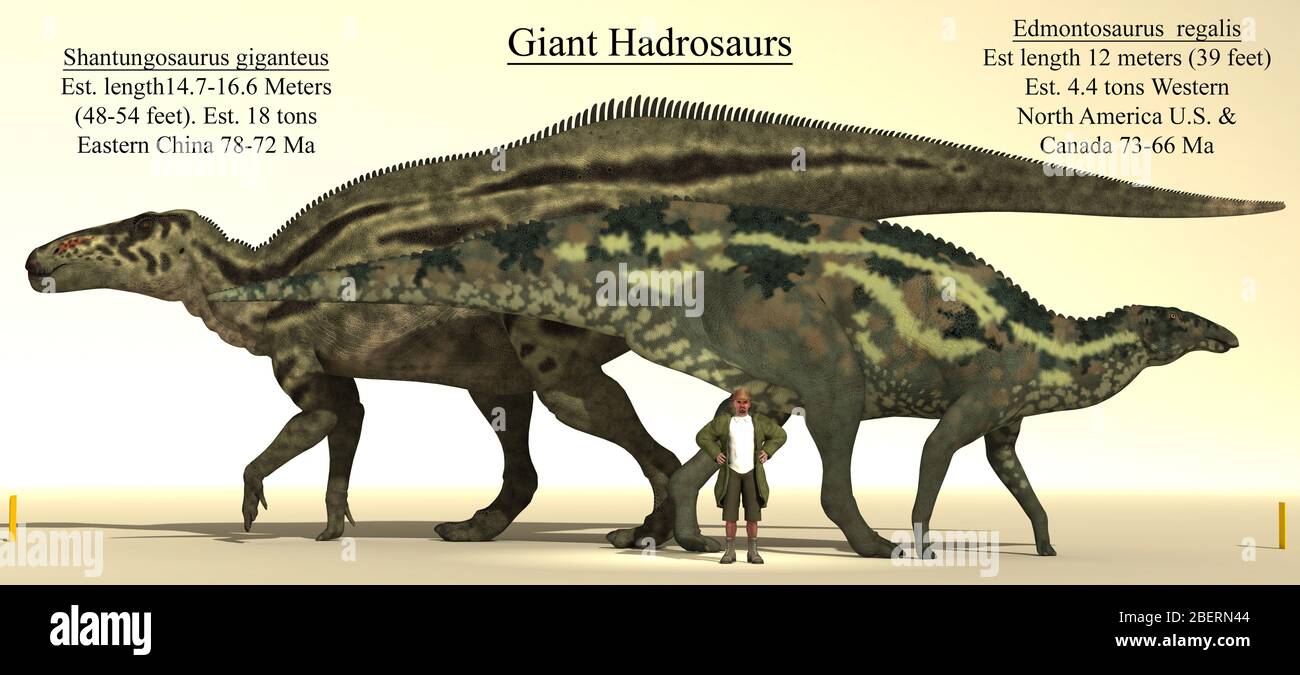 Confronto tra le dimensioni di due dei più grandi hadrosauri, Edmontosaurus e Shantungosaurus. Foto Stock