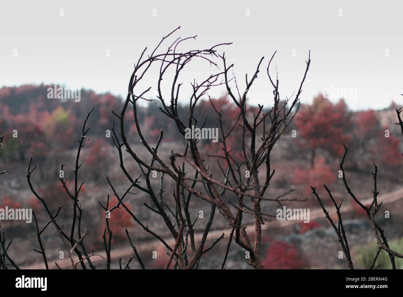 Paesaggio autunnale, alberi colorati, alberi senza foglie Foto Stock