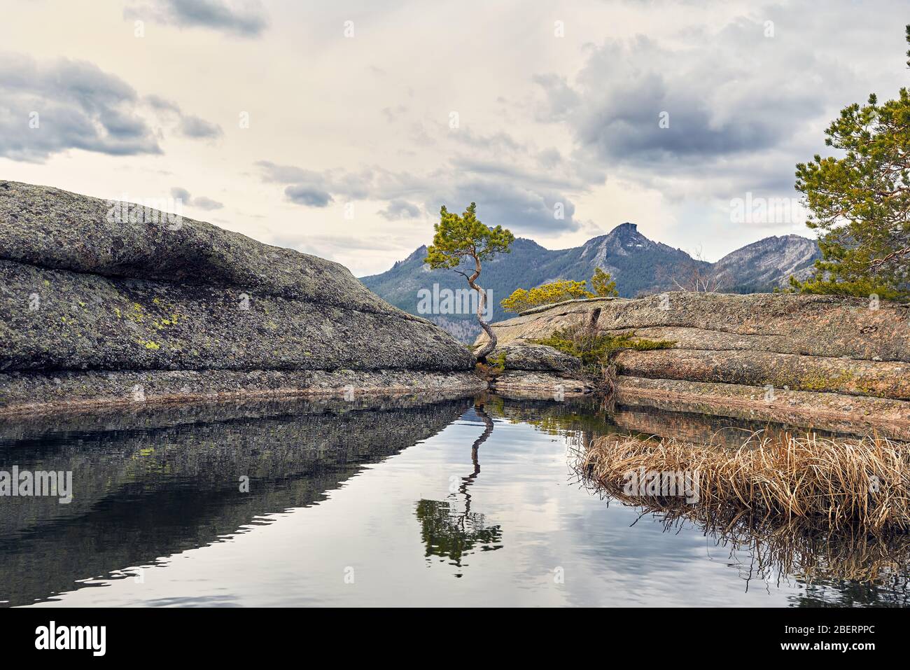 Bellissimo Pino curvo sul lago in montagne di Karkaraly parco nazionale in Kazakistan centrale Foto Stock