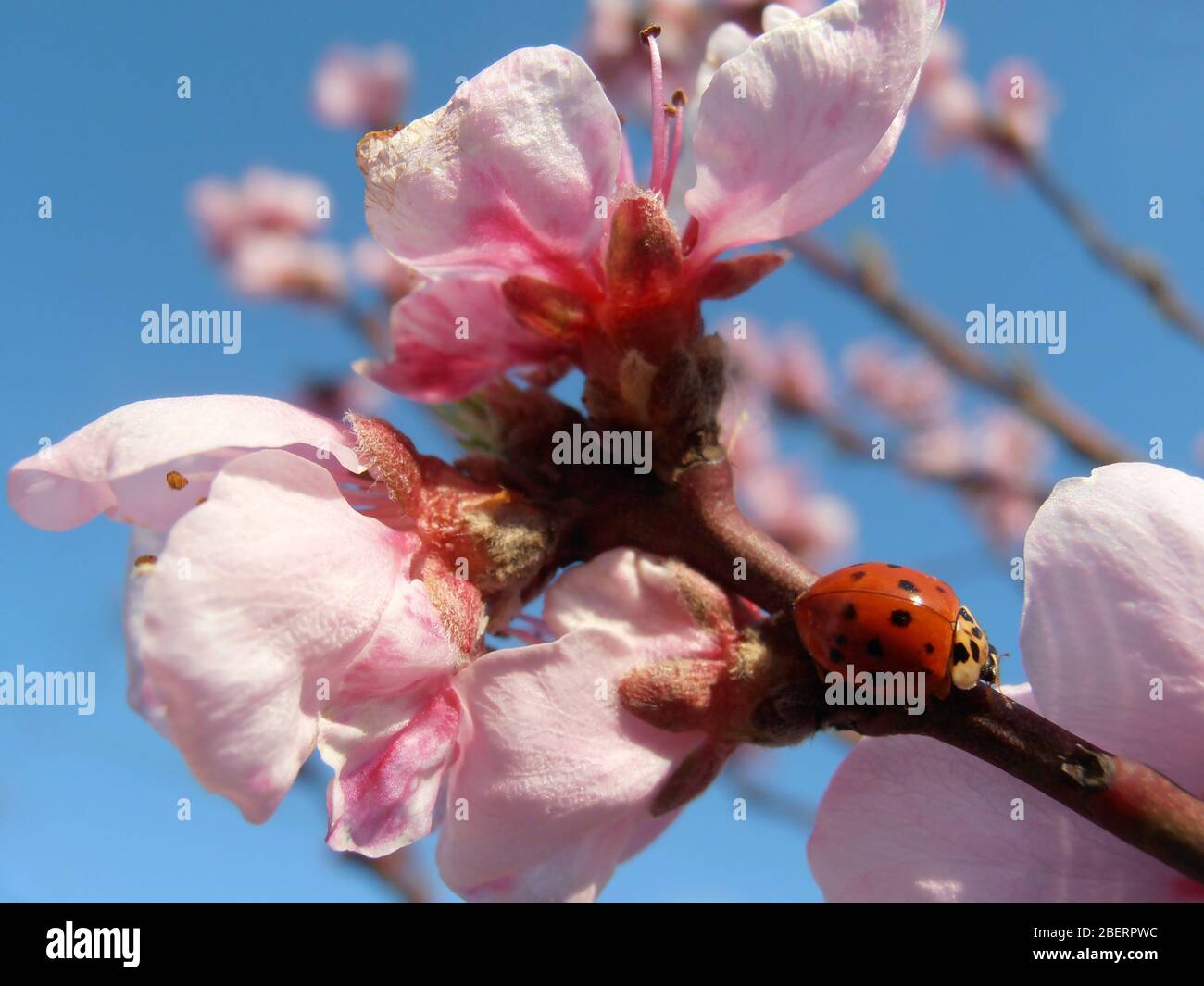 Ladybug rosso su Pink Peach Blossom Branch con petali morbidi e balze su sfondo cielo blu, ladybird su macro fiore rosa, insetti fauna selvatica, macro Foto Stock