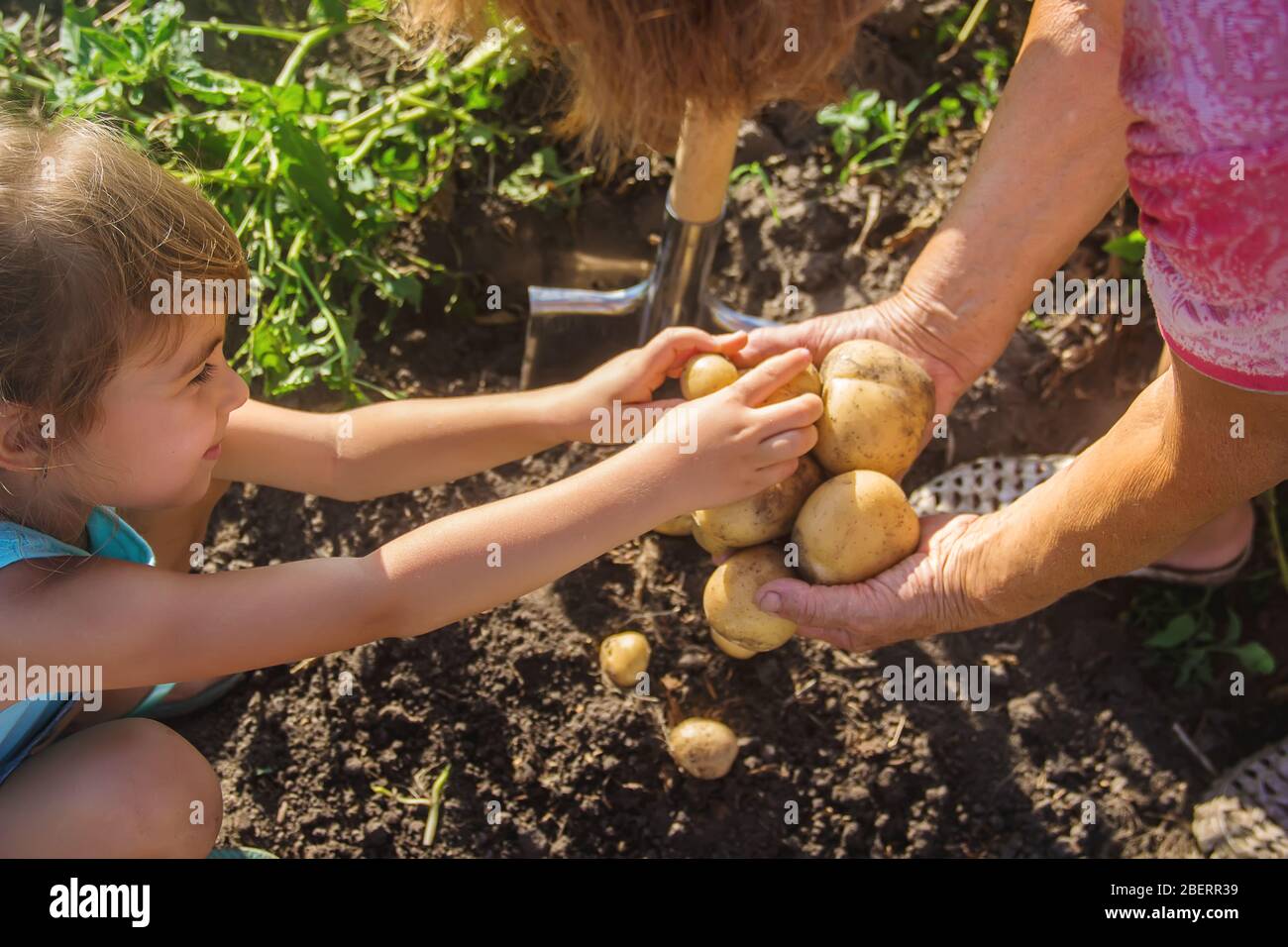Un bambino con una nonna raccogliere un raccolto di patate. Focus selettivo. Natura. Foto Stock