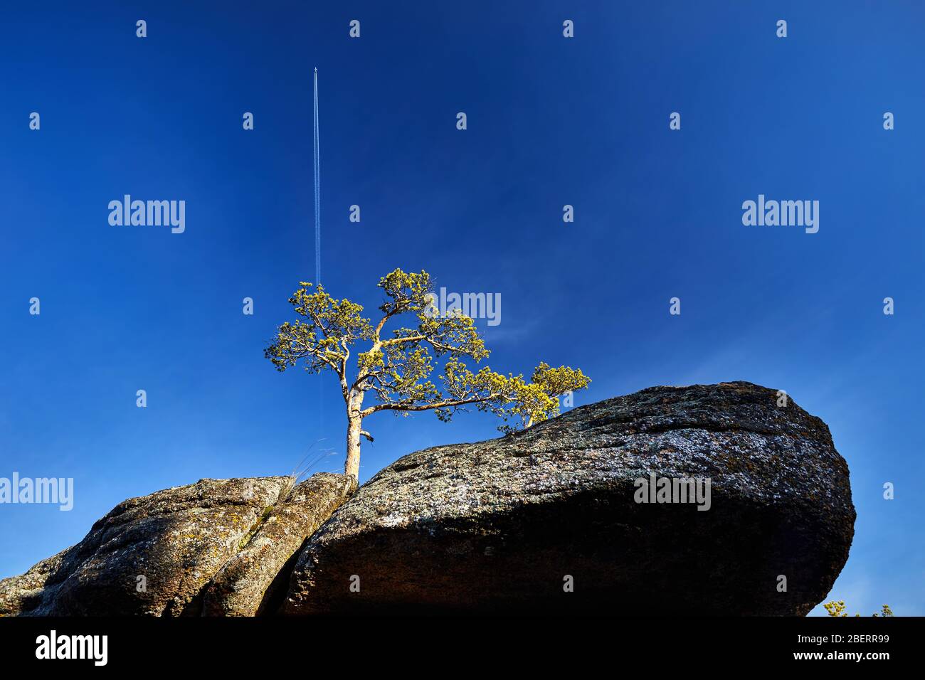 Bellissima vista del pino al rock contro il cielo blu e via aereo a parco nazionale in Kazakistan centrale Foto Stock