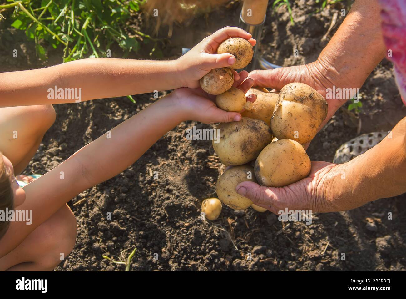 Un bambino con una nonna raccogliere un raccolto di patate. Focus selettivo. Natura. Foto Stock