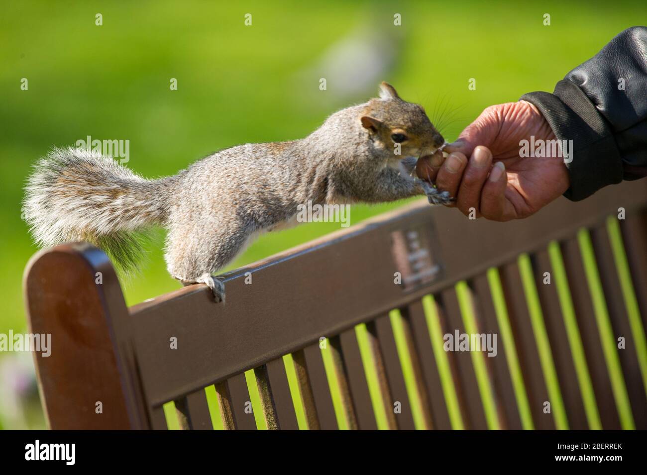 Trossachs, Regno Unito. 15 aprile 2019. Nella foto: La mano di un uomo che sta nutrendo a mano uno scoiattolo con qualche noci. Scene nei Giardini Botanici di Glasgow durante il Coronavirus Lockdown. Credit: Colin Fisher/Alamy Live News Foto Stock