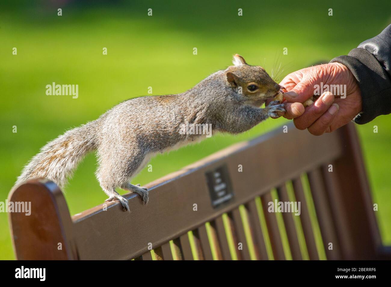 Trossachs, Regno Unito. 15 aprile 2019. Nella foto: La mano di un uomo che sta nutrendo a mano uno scoiattolo con qualche noci. Scene nei Giardini Botanici di Glasgow durante il Coronavirus Lockdown. Credit: Colin Fisher/Alamy Live News Foto Stock