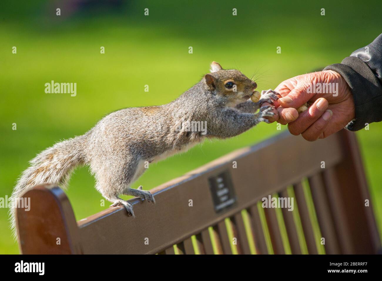 Trossachs, Regno Unito. 15 aprile 2019. Nella foto: La mano di un uomo che sta nutrendo a mano uno scoiattolo con qualche noci. Scene nei Giardini Botanici di Glasgow durante il Coronavirus Lockdown. Credit: Colin Fisher/Alamy Live News Foto Stock