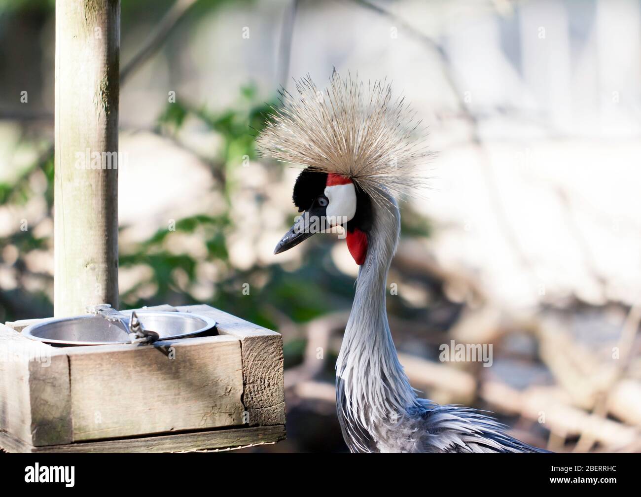 Primo piano di una Crane crestata dell'Africa orientale al Wingham Wildlife Park, Kent Foto Stock