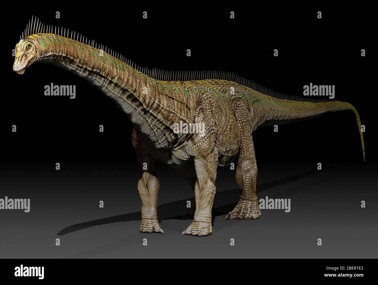 Dinosauro di Diplodocus. Foto Stock