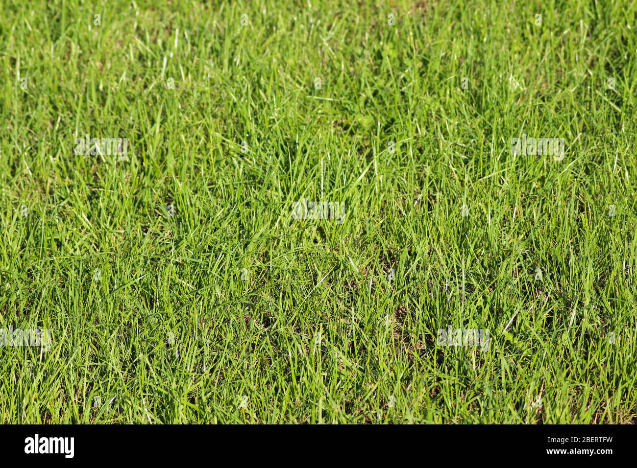 Erba verde in estate sul prato come sfondo Foto Stock