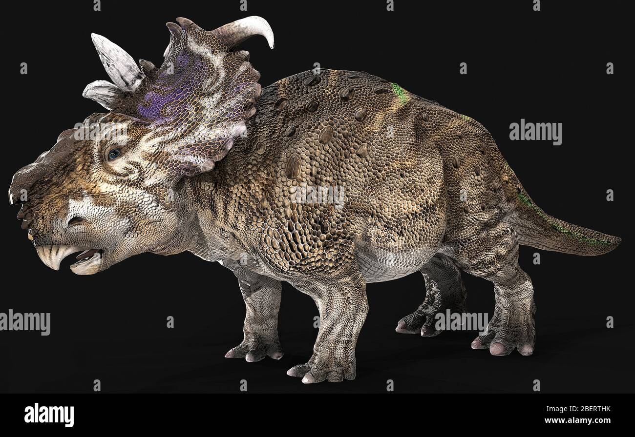 Dinosauro Pachyrhinosaur, vista laterale su sfondo nero. Foto Stock