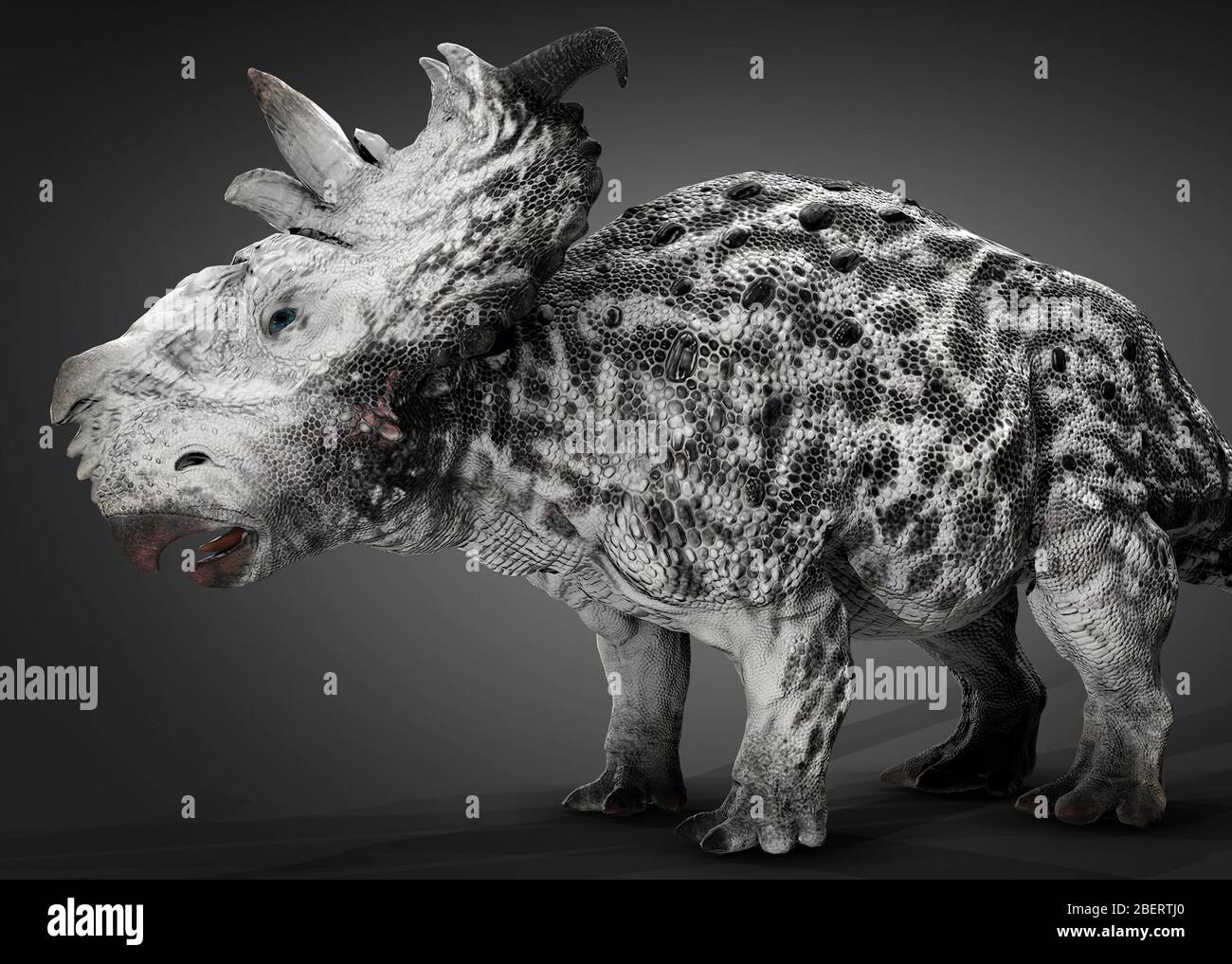 Dinosauro Pachyrhinosaur, vista laterale su sfondo grigio. Foto Stock