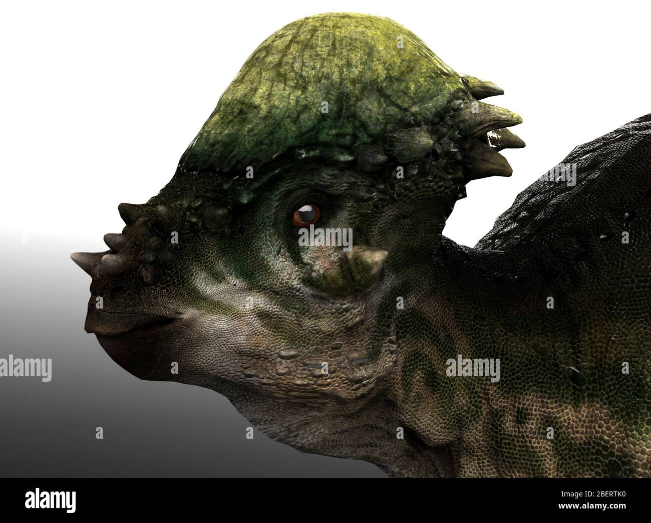 Ritratto di Pachycephalosaurus dinosauro. Foto Stock