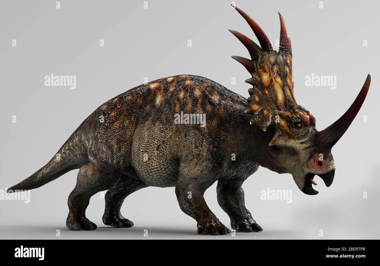Dinosauro Styracosaurus, vista laterale su sfondo grigio. Foto Stock