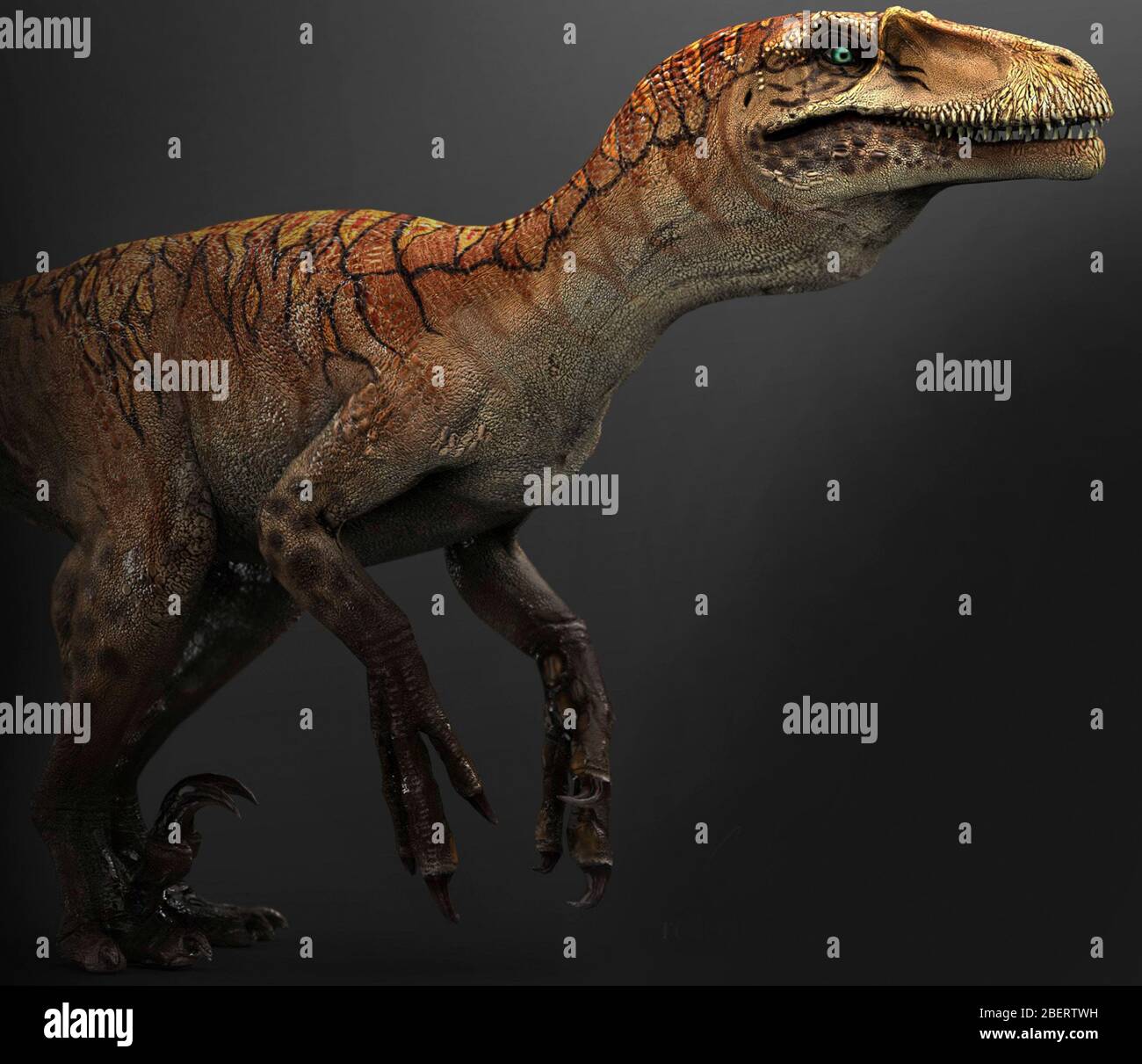Dinosauro Utahraptor, vista laterale. Foto Stock