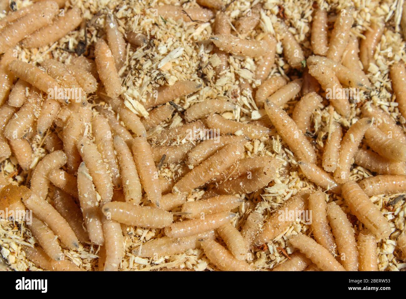 Pesca di esche maggots in legno segatura primo piano Foto Stock